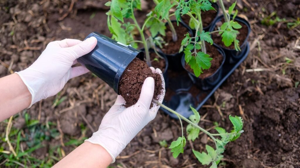Should you Bury Your Tomato Plants Sideways? Should you Bury Your Tomato Plants Sideways?