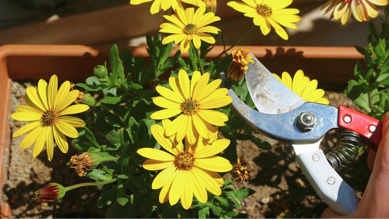 An overhead shot of a person's hands in the process of pruning yellow flowers on a large planter