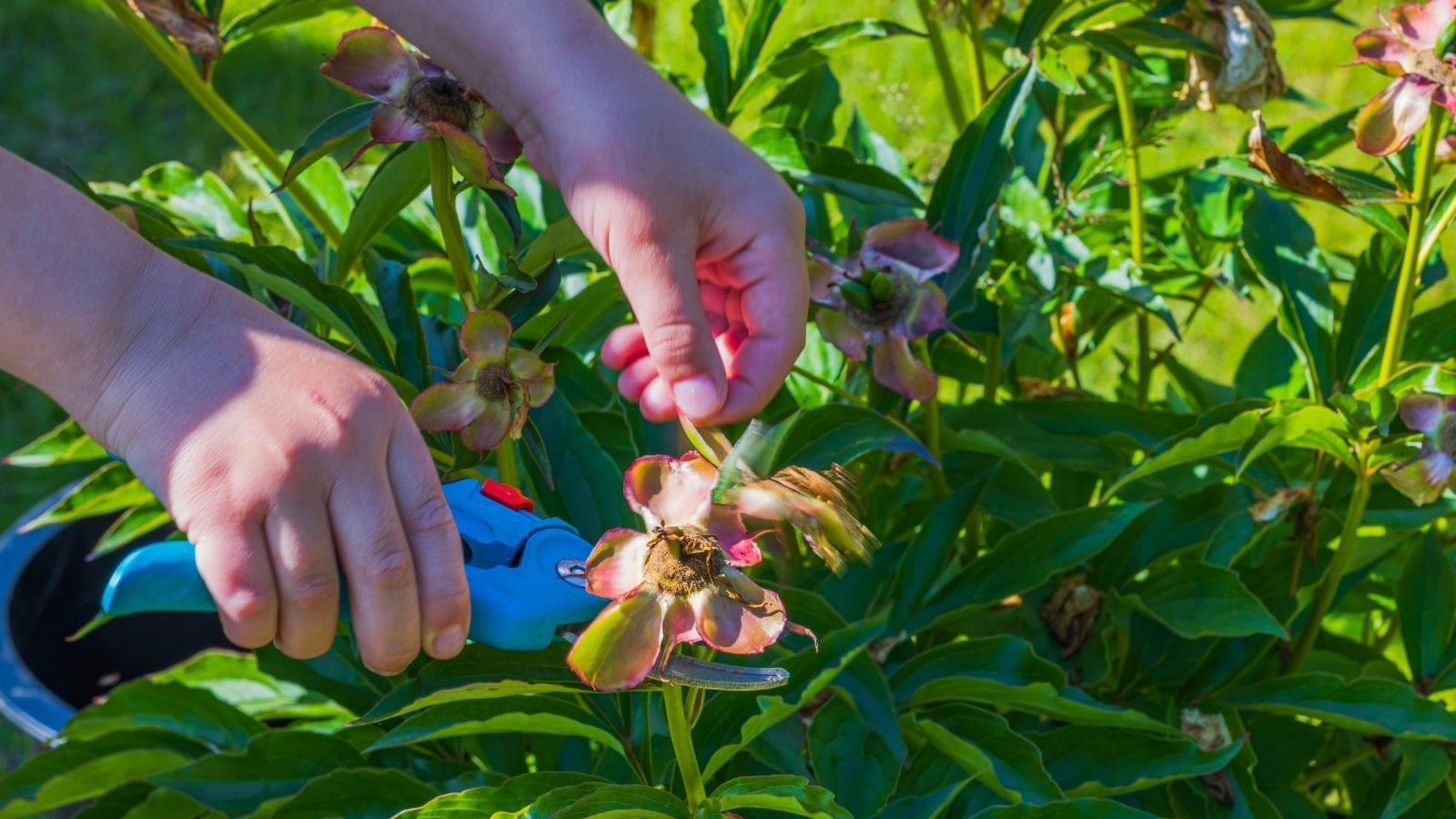 Hands carefully pruning a spent flower with blue shears amidst abundant green foliage, illuminated by warm sunlight.