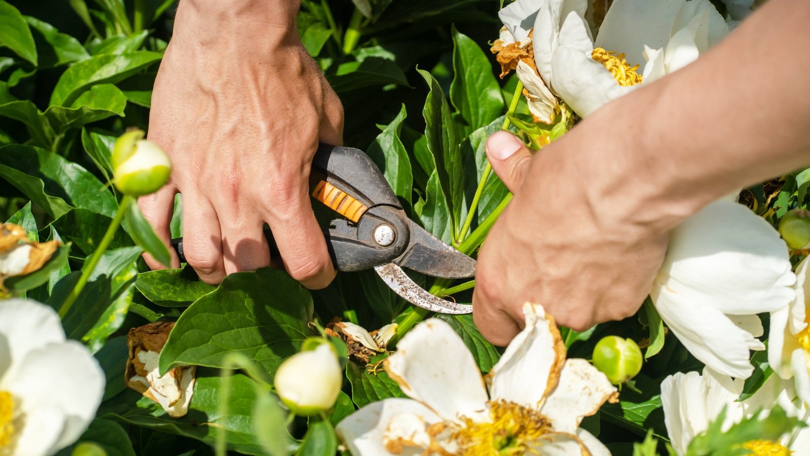 Hands with black pruning shears cut stems bearing white flowers, in a sunny area outdoors