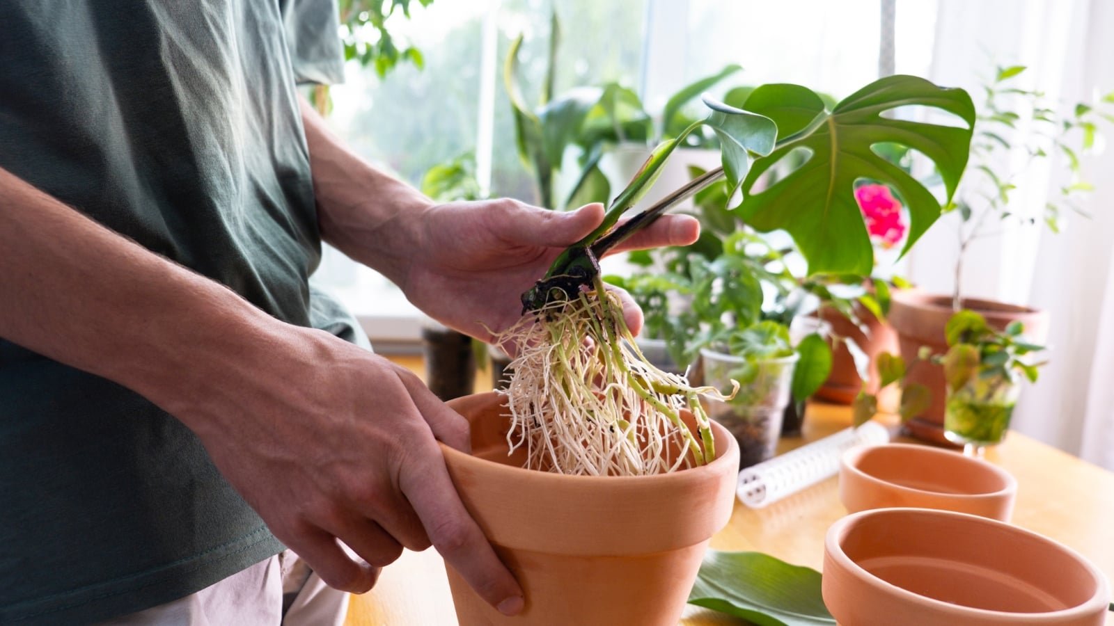 Epipremnum aureum plant and it's root mas in the process of being divided and replanted into different pots