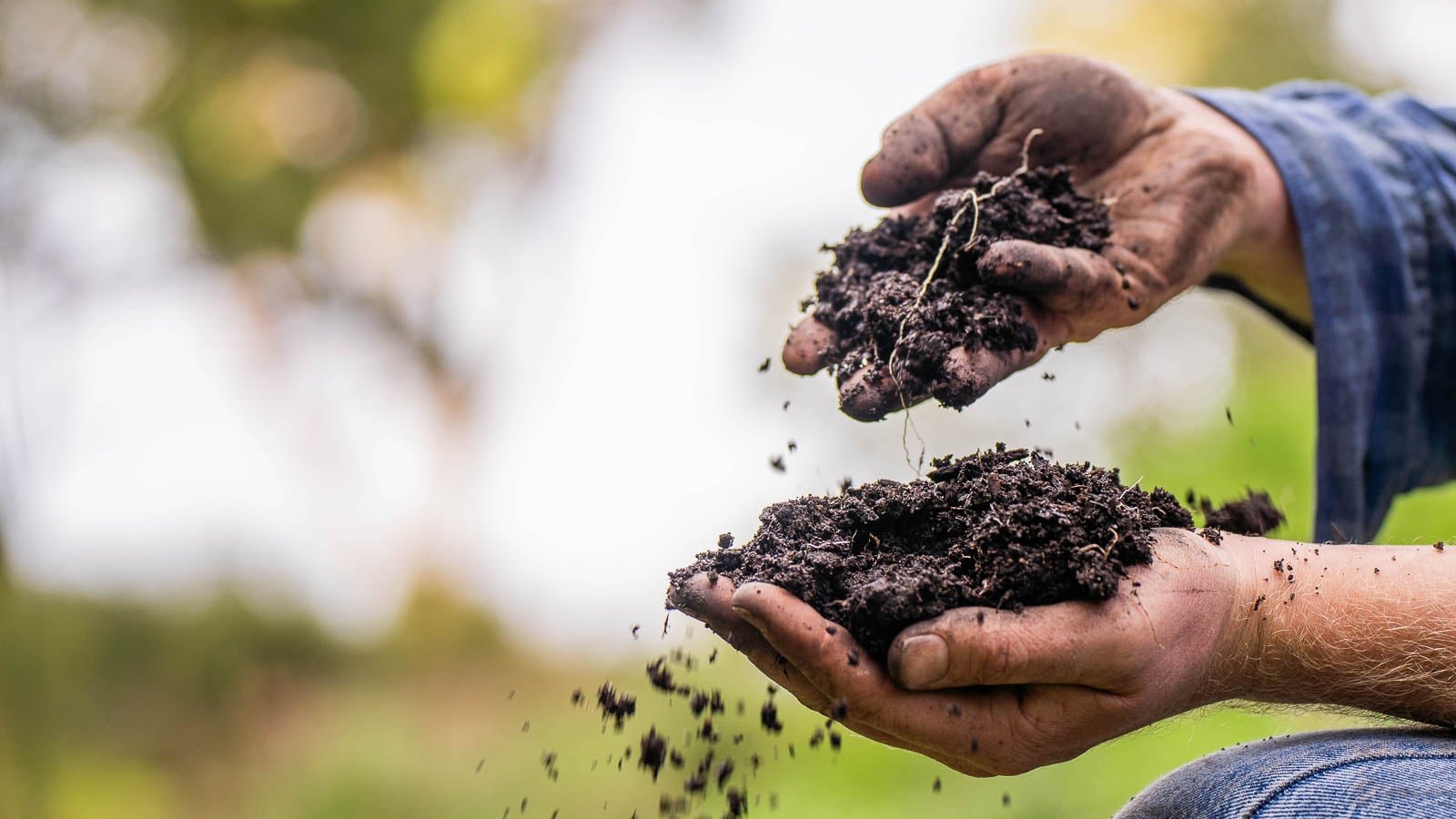 A shot of a person's hands in the process of amending a garden bed with dark compost